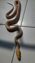 The Reticulated Python is a type of non-venomous Amelanistic snake known for its light brown and...
