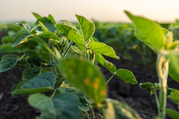 Sunrise in soybean field.AI generated image.