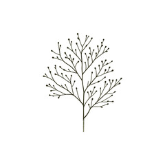 Detailed illustration of a botanical branch with buds against a clean white background