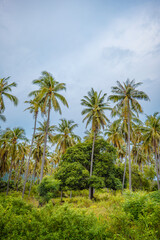 Tropical Coconut Palm Trees with Green Foliage under Blue Sky