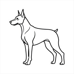 Elegant line art drawing of a Doberman pinscher standing