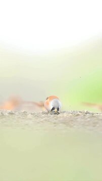 Portrait of a Bearded Reedling foraging for food