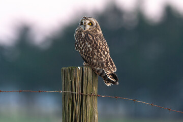 Hibou des marais, Hibou brachyote, Asio flammeus, Short eared Owl, region Pays de Loire; marais Breton; 85, Vendée, Loire Atlantique, France