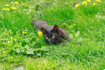Brown Cat Lounging in Green Spring Grass.