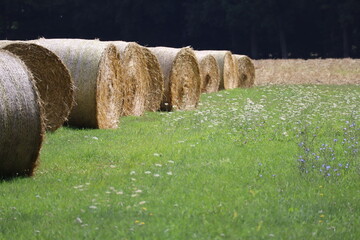 Straw bales on a green Meadow