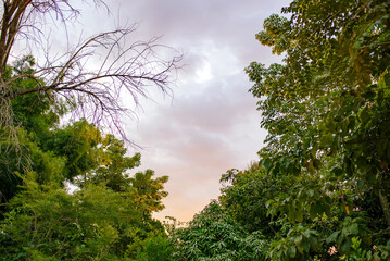 The lush forest during the rainy season is very green and fresh.