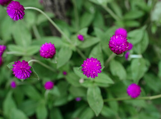 Several flowers, beautiful purple color.