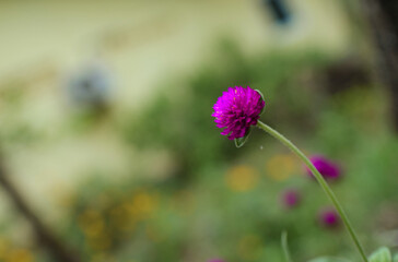 Several flowers, beautiful purple color.
