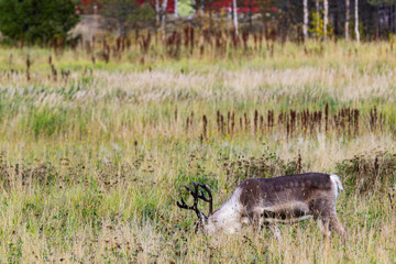 Reindeers in Autumn in Lapland, Northern Finland. Europe