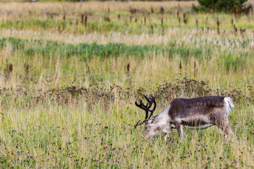 Reindeers in Autumn in Lapland, Northern Finland. Europe