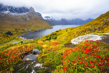 Autumn landscape of Senja Island in Northern Norway with colorful foliage, mountains, and a serene...
