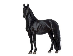 Black horse portrait against white background