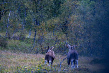 Moose grazing in the wild in Lofoten Islands, Norway, surrounded by autumn vegetation and trees.