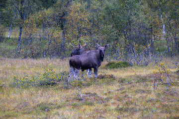 Moose grazing in the wild in Lofoten Islands, Norway, surrounded by autumn vegetation and trees.
