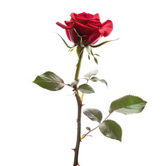 Single red rose, vibrant and detailed