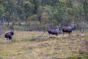 Moose grazing in the wild in Lofoten Islands, Norway, surrounded by autumn vegetation and trees.