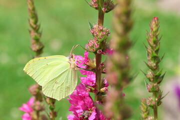 Common brimstone (Gonepteryx rhamni) butterfly