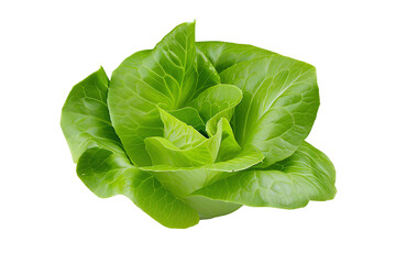 Obraz premium Fresh green lettuce head on a white isolated background.