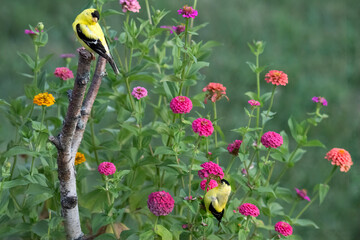 Two yellow finch birds on zinnia flowers