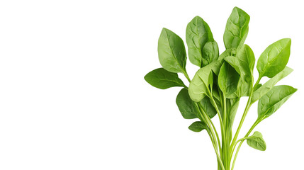Fototapeta premium Fresh spinach leaves on a white isolate background, showcasing vibrant green color and texture for culinary use.