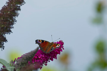 European peacock butterfly (Aglais io) perched on summer lilac in Zurich, Switzerland