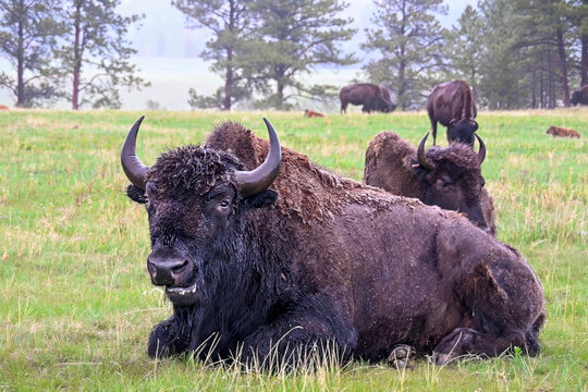 buffalo in the field - Powered by Adobe