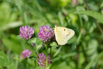 Clouded Yellow (Colias croceus) Butterfly perched on pink flower in Zurich, Switzerland