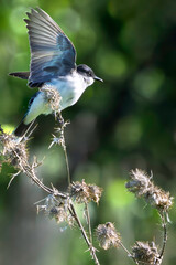 Songbird ready to fly 