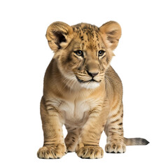 Obraz premium Lion cub portrait isolated against black