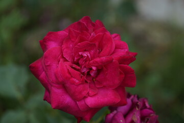 quantum Cambridge valentine roses on different scales and with macro photography