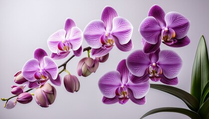 Fototapeta premium a close up of a purple orchid branch with blooming flowers and unopened buds against a plain light background