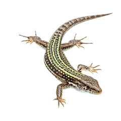 Naklejka premium European wall lizard isolated on black