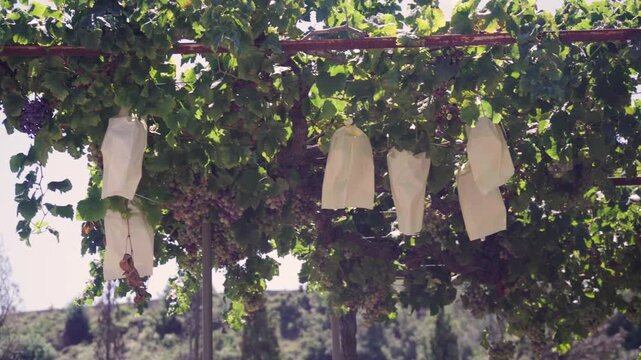 Grapes in bags on the vine, to protect them from insects and weather.