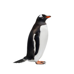 Fototapeta premium Gentoo penguin on a black background