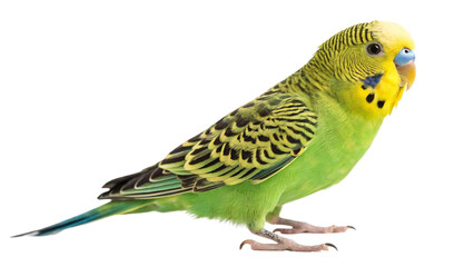 Fototapeta premium Beautiful green parakeet pet bird perched isolated on black background stock photo and image for sale