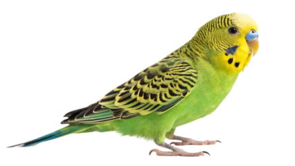Beautiful green parakeet pet bird perched isolated on black background stock photo and image for sale