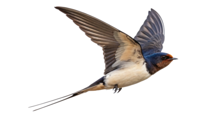 Barn swallow flying high in the sky, bird watching and identification, ornithology and wildlife photography