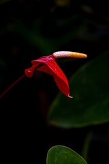 Vibrant Red Anthurium Flower with a Yellow Spadix