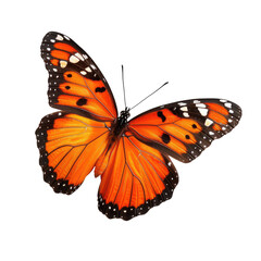 Orange butterfly in flight against black