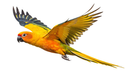 Sun conure parrot flying stock photo image of exotic bird pet wildlife nature animal tropical avian wings