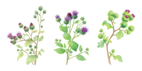 Set of watercolor illustrations of common burdock (Arctium lappa) – botanical drawings of wild herb with purple flowers and green leaves. Vectors isolated on white background.