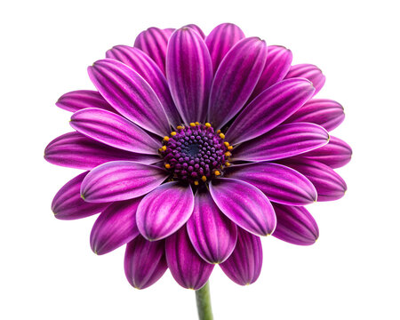 A vibrant purple african daisy flower isolated on a transparent background - Powered by Adobe