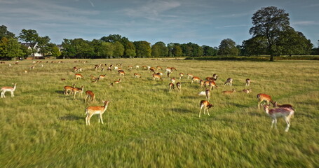 Aerial view large herd of fallow deer grazing in lush green field, enjoying warm sunlight and...
