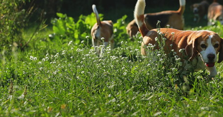 Pack of beagle dogs happily walking through lush grass and blooming white flowers on a bright,...