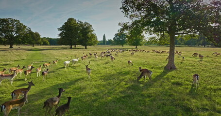 Huge group of fallow deer grazing in green meadow on sunny summer day, creating a serene idyllic...