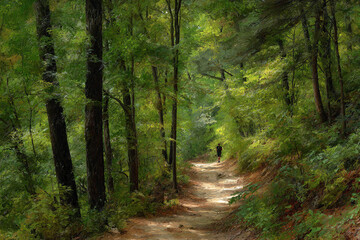 Obraz premium A serene forest trail with a jogger