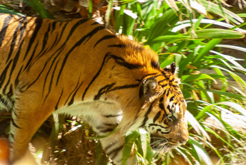 tiger in the zoo