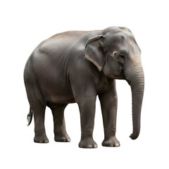 Obraz premium Asian elephant isolated on black background