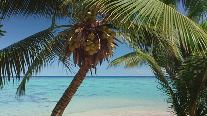 Lush coconut palm tree laden with fresh coconuts frames a breathtaking view of a serene turquoise lagoon in Tahiti, French Polynesia, creating a quintessential tropical paradise scene
