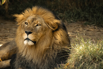 Obraz premium King of the Jungle 2